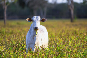 Gado de corte da pecu&aacute;ria brasileira / Cattle grazing in Brazilian livestock