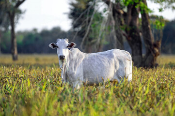 Gado de corte da pecuária brasileira / Cattle grazing in Brazilian livestock