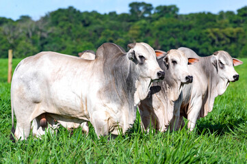 Gado de corte da pecuária brasileira / Cattle grazing in Brazilian livestock