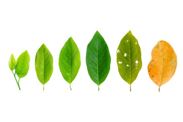 Leaves of different age. Different stages of life - young to old, Concept. Aging, growth leaf on...