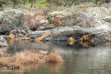 Dried grass along Cosumnes river knocked down by flood waters