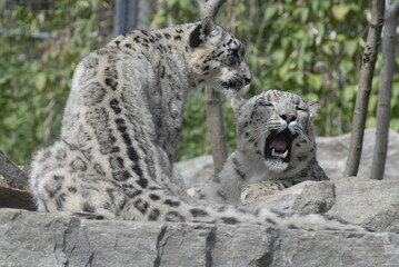 Snow Leopard 