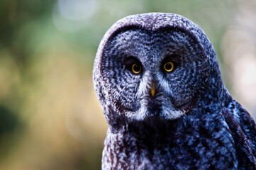 great grey owl