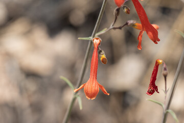 Red flowering terminal racemose panicle inflorescence of Penstemon Rostriflorus, Plantaginaceae, native perennial monoclinous deciduous subshrub in the San Bernardino Mountains, Summer.