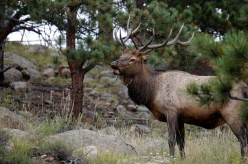 elk in the woods