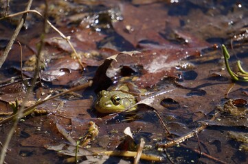 frog in the pond