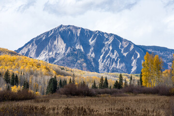 Aspen Forest in the fall