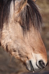 Fototapeta premium close up of a horse