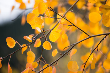 Aspen Leaves in the fall