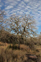 a soft sky seen through a leafless tree