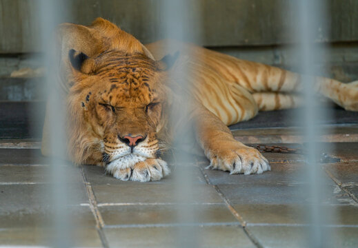 Lazy Liger is sleeping in the zoo's cage, the front view of the Liger is on the ground.