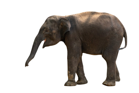 Isolated full body of baby Asian elephant, side view, image of baby elephant on white background, clipping path in file