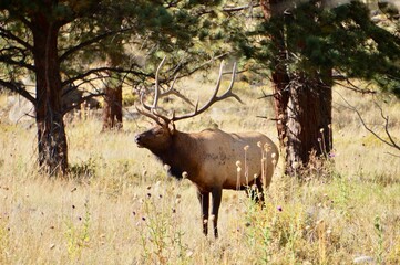 Naklejka na ściany i meble elk in national park