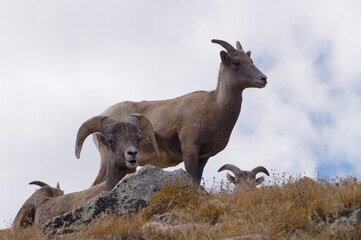 Obraz premium bighorn sheep on the mountain