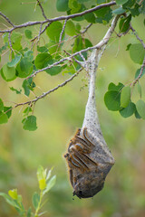 Worm's Nest