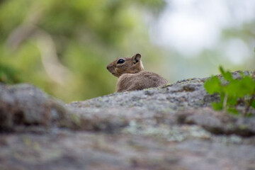 Chipmunk