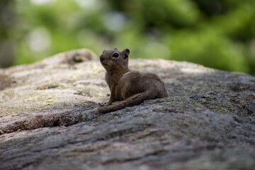 Chipmunk resting in the shade