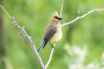 Cedar Waxwing