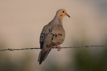 Mourning Dove