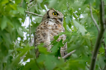 Great Horned Owl
