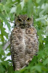 Great Horned Owl