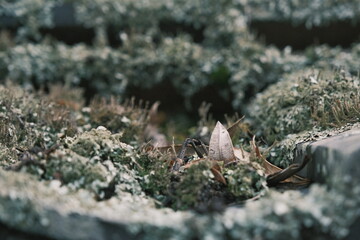 moss and leaves closeup