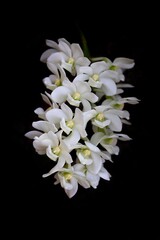 Obraz premium rhynchostylis gigantea orchid white color closeup in black background