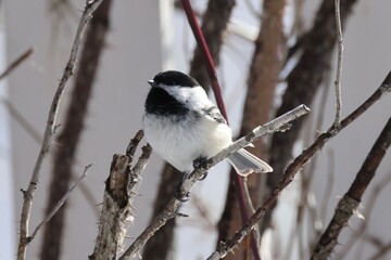 black capped cardinal