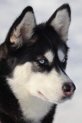 siberian husky puppy