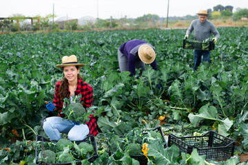 Young woman harvesting broccoli in a farm field
