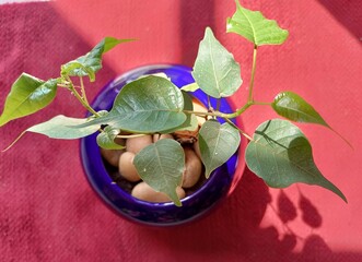 Pipal Bonsai, Ficus religiosa plant