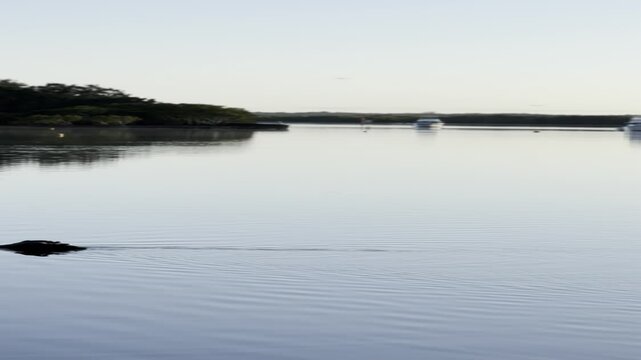 Black swan on Australian Lake