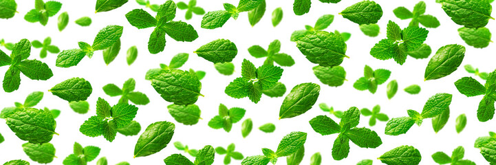 Background of fresh mint leaves on white backdrop for packaging design. peppermint abstract Banner background.