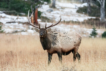 An Elk grazing as it snows in RMNP