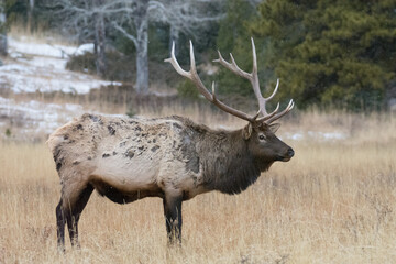 Naklejka na ściany i meble An Elk grazing as it snows in RMNP