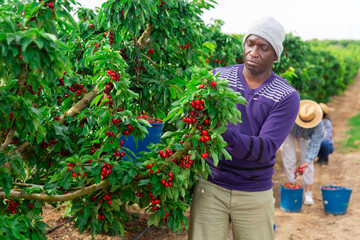 Afro american man farmer picking red cherries with team of workers in fruit garden