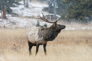 An Elk grazing as it snows in RMNP