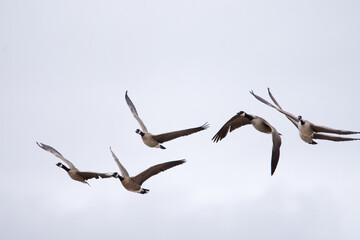 Water fowls in flight.