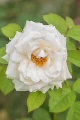 white rose