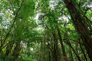 Obraz premium Many trees have bright green leaves in a mature forest. northern thailand for making background