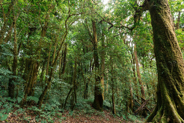 Many trees have bright green leaves in a mature forest. northern thailand for making background