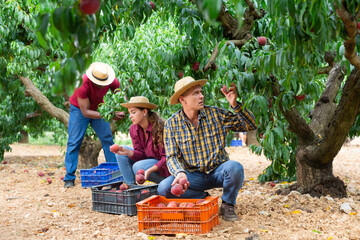 Positive latino farmer harvesting ripe peaches in fruit garden