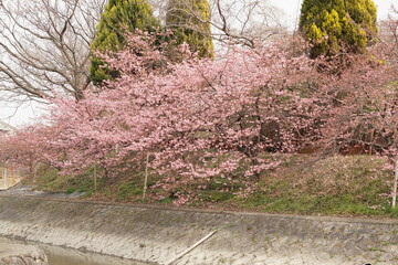 Fototapeta premium 河津桜 淀