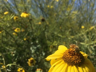 Bee on wild sunflower