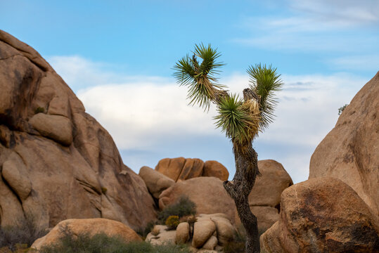 Large rock boulders seen in Joshua Tree Park with the desert landscape 