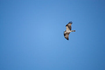 Osprey in Flight