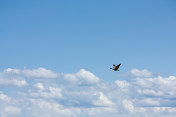 Canada Geese flying