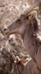 bighorn sheep profile up close