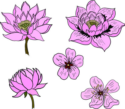 Hand drawn lotus and koi fish carp vector for printing on background.Lucky Chinese animal illustration for painting.