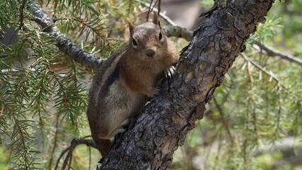 chipmunk in a tree